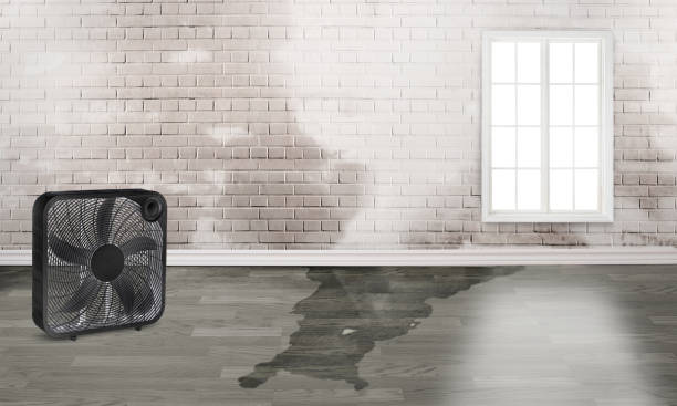Best Water damage restoration near me  in Normandy, MO